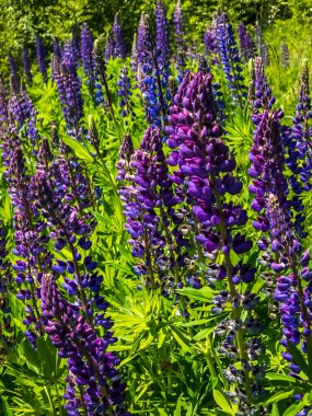 Tarladaki güzel çiçekler