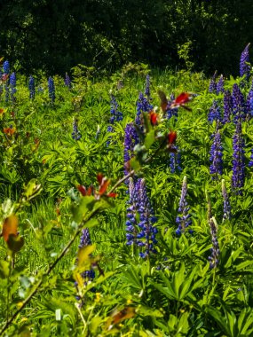 lupins and flowers on the field