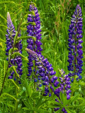 Bahçedeki güzel çiçekler