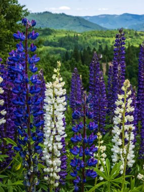 beautiful lupin in the mountain valley