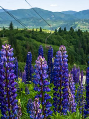 blue flowers of the mount mount