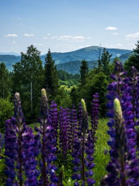 Dağlarda güzel çiçekler