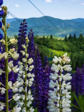 Bahçedeki güzel çiçekler