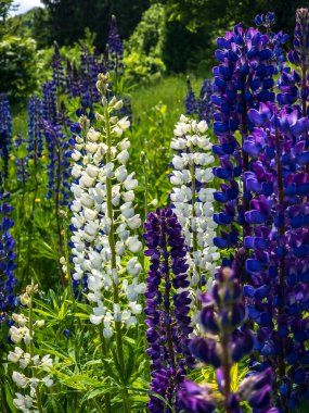 Tarladaki Lupine çiçekleri