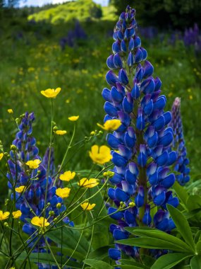 Tarlada lupin çiçekleri