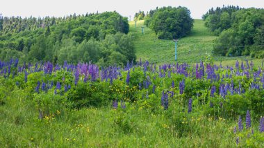 beautiful landscape with a field of blue sky and flowers