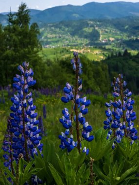 Dağlarda güzel çiçekler