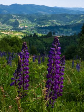 Dağlarda güzel çiçekler.