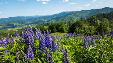 beautiful summer landscape with blooming lupine flowers in a mountains in the carpathian mountains in ukraine, europe. beauty of nature.