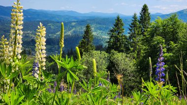 Çiçekli güzel dağ manzarası