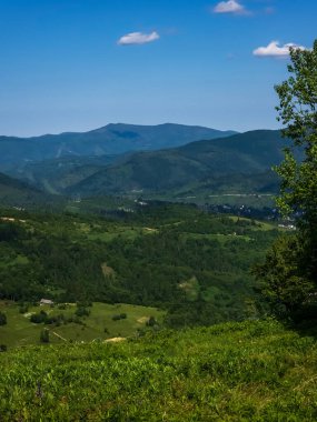 the green mountains in the ukrainian carpathians