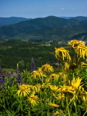 Önplanda mavi bulutlu gökyüzü olan güzel dağ çiçekleri