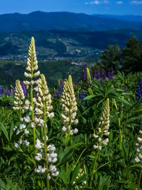 white and blue flowers on a background of a mountain landscape