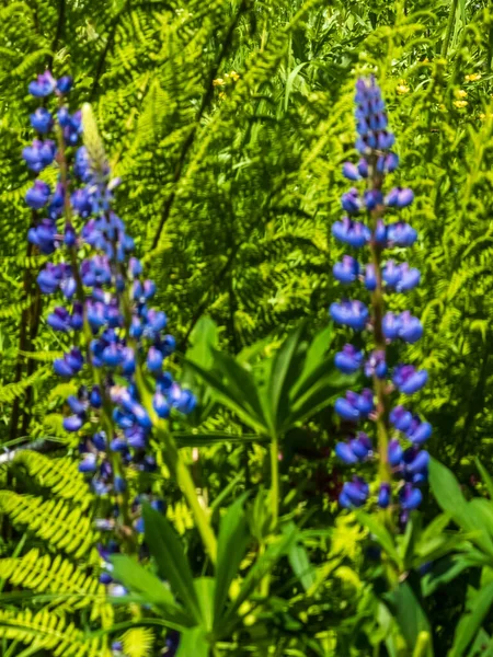 Lupin çiçekleri ve parlak renkler Hollanda 'da yazın bir bahçede