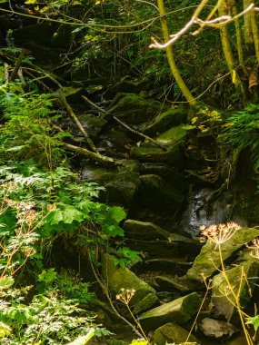 Ormanda güzel bir şelale