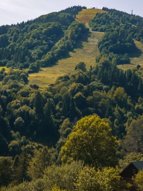 Ağaçlı ve yeşil çimenli bir ormanın dikey görüntüsü.