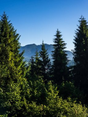 Ormandaki ağaçların güzel bir görüntüsü.