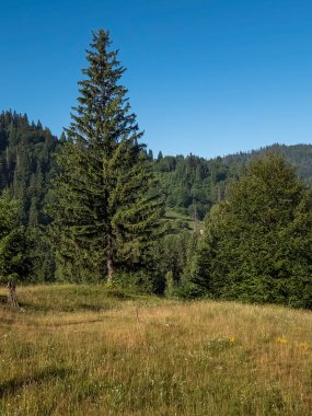 Yeşil çimen ve ağaçların manzarası