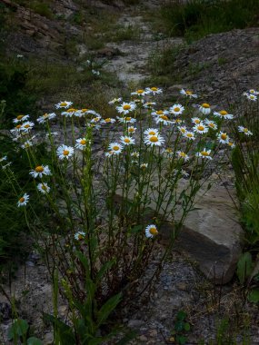 Bahçedeki güzel çiçekler