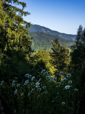 Ağaçlarla, dağlarla ve mavi gökyüzüyle yaz manzarası