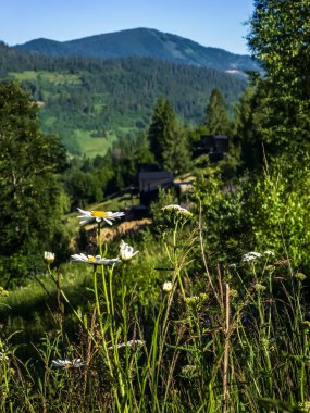 Doğanın güzel manzarası