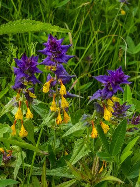 Bahçedeki güzel sarı çiçekler