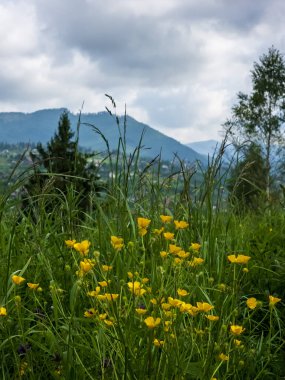 Çayır ve çiçekli bir çayır manzarası