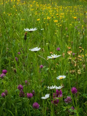 Çayırda bir çiçek tarlası. Yaklaş. Yaz manzarası