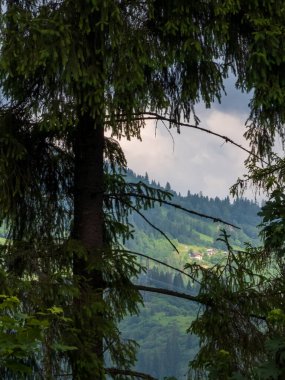 Ormanda yeşil bir ağaç