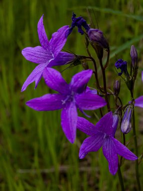 bahçede büyüyen güzel mor çiçekler.