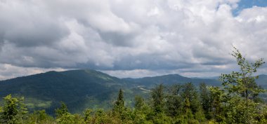 Ormanın güzel manzarası