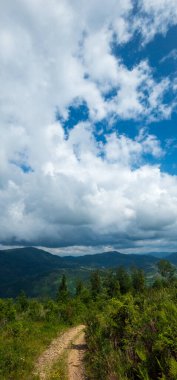 Ormanda bir ağacı olan güzel bir manzara.