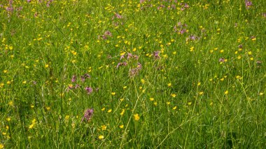 Bahçedeki güzel çiçekler