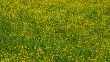 Sarı dandelions ile çayır