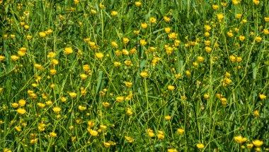 Çayırdaki çimlerin sarı çiçekleri.