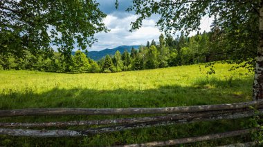 Dağlar ve ağaçlarla dolu güzel yaz manzarası.
