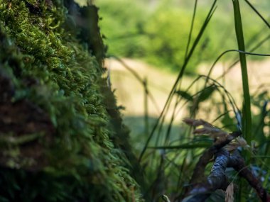 Doğadaki yeşil yosunları kapatın.