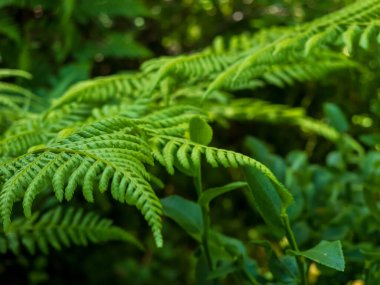 Yeşil fern yaprak kadar kapatın