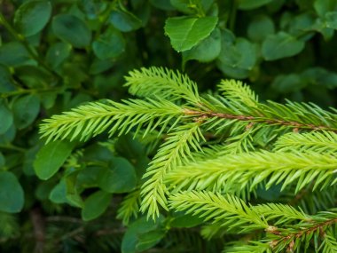 yeşil köknar dalları, doğa, bitki örtüsü