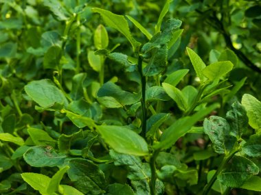 yeşil yaprak dokusu arkaplanı.