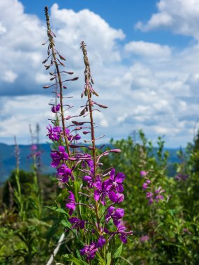 Dağlarda mor çiçekler