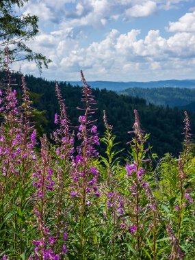 Ormanın güzel manzarası
