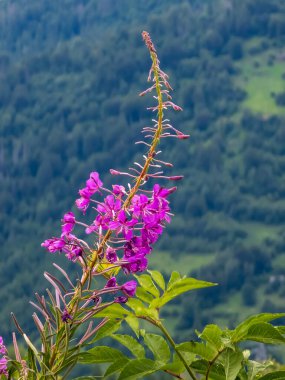 Dağlarda güzel çiçekler