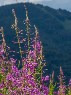 Dağlarda bir çiçekle güzel bir manzara.