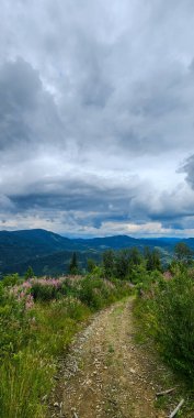 Ormanın ortasında güzel bir ağaç tarlası görüntüsü.