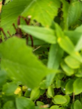 yeşil yapraklar, yaz çiçekleri ve yapraklar