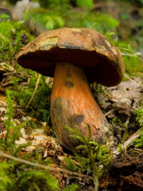 Yosun içinde kırmızı mantar