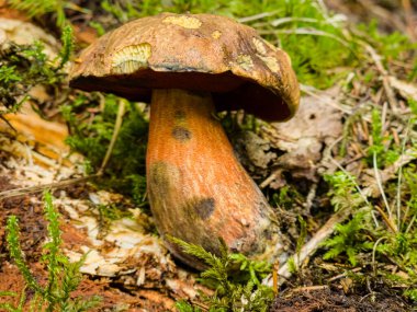 Ormandaki mantar. Kapatın.