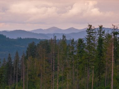 Ukrayna 'daki Karpat Dağları