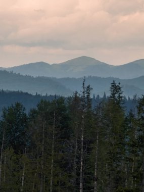 Dağlardaki ormanın güzel manzarası